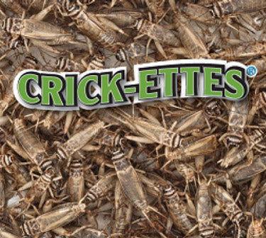 
                      
                        Assorted Crickettes Seasoned Snacks - CandyFavorites
                      
                    